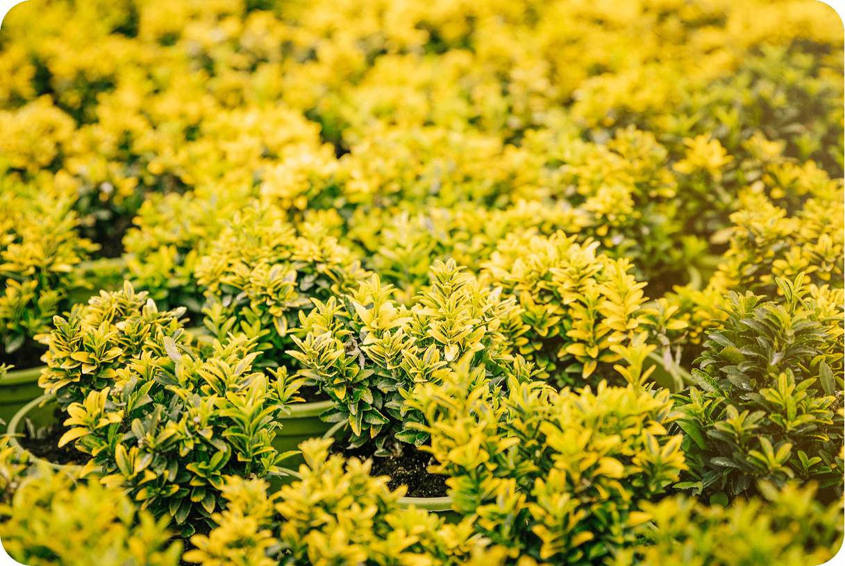 Proximity to Henna Farms for Fresh Sourcing