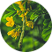 ⁠Senna Leaves